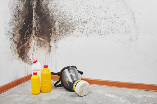 Best Insurance-Related Mold Remediation in Sleepy Hollow, CA