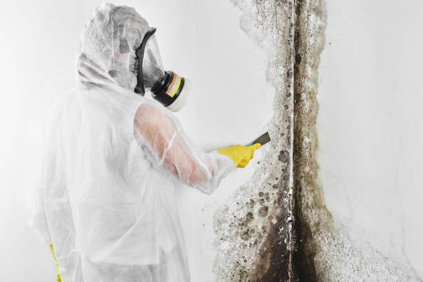 Best Attic Mold Remediation in Sleepy Hollow, CA