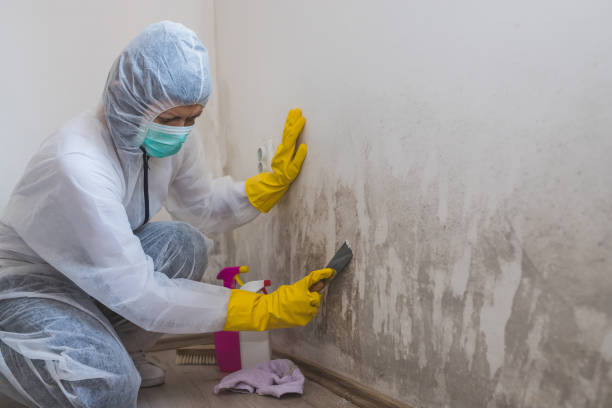 Best Crawl Space Mold Remediation in Sleepy Hollow, CA