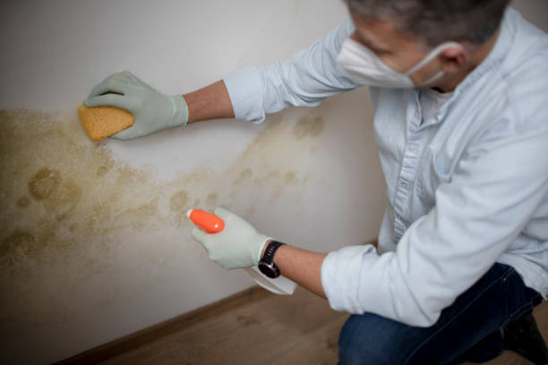 Best Kitchen Mold Remediation in Sleepy Hollow, CA