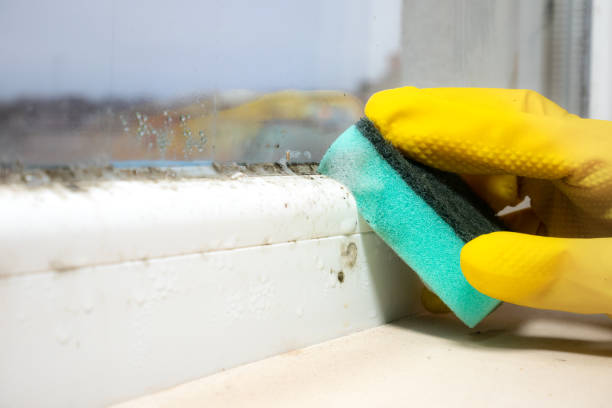 Best Commercial Mold Remediation in Sleepy Hollow, CA