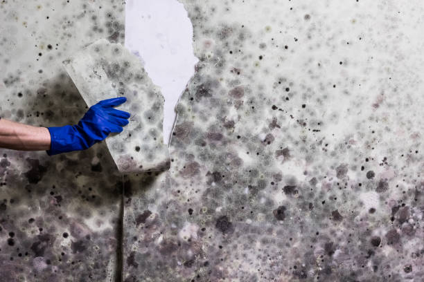 Best Basement Mold Remediation in Sleepy Hollow, CA